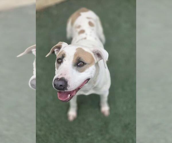 Medium Photo #4 Mutt Puppy For Sale in Rockwall, TX, USA