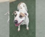 Small #3 Mutt