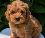 Small Photo #39 Cavapoo Puppy For Sale in GOSHEN, IN, USA