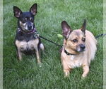 Small #4 American Rat Pinscher
