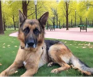 German Shepherd Dog Dogs for adoption in Downey, CA, USA