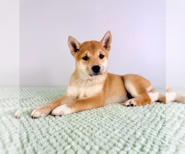 Medium Photo #1 Shiba Inu Puppy For Sale in GREENFIELD, IN, USA