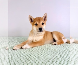 Shiba Inu Puppy for sale in GREENFIELD, IN, USA