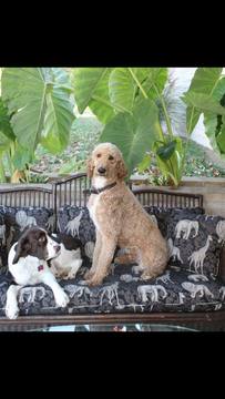 Medium Photo #1 Poodle (Standard) Puppy For Sale in AUGSBURG, IL, USA