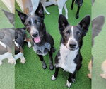 Small #9 Border Collie Mix