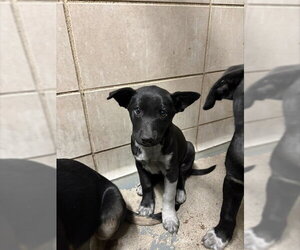 German Shepherd Dog-Unknown Mix Dogs for adoption in Stockton, CA, USA