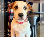 Small #2 Great Pyrenees Mix