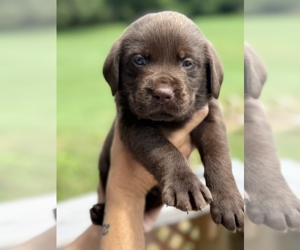 Medium Photo #10 Labrador Retriever Puppy For Sale in ELIZABETH, WV, USA