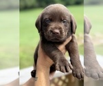 Small #9 Labrador Retriever