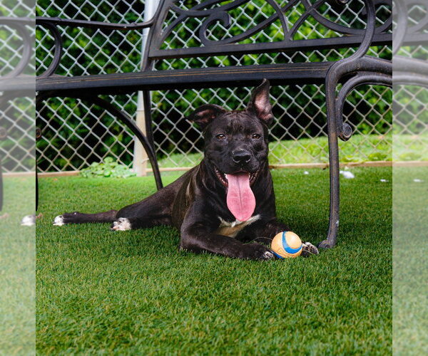 Medium Photo #3 Mutt Puppy For Sale in Maryville, TN, USA