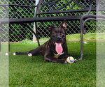 Small #2 Mutt