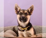 Small Photo #2 Australian Shepherd-Chihuahua Mix Puppy For Sale in Sheridan, CO, USA