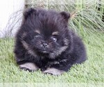 Small #8 Pomeranian