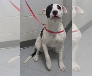 Mutt Dogs for adoption in Augusta, GA, USA