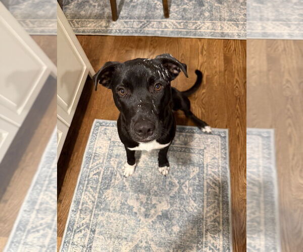 Medium Photo #7 Mutt Puppy For Sale in Boston, MA, USA