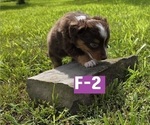 Small #5 Miniature Australian Shepherd