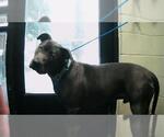 Small American Pit Bull Terrier Mix