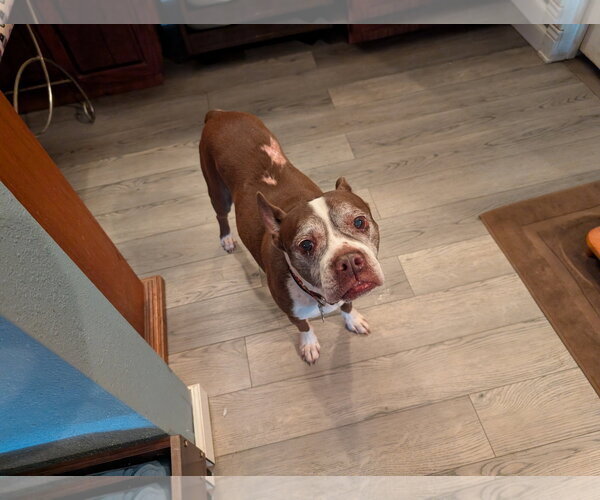 Medium Photo #4 Boston Terrier Puppy For Sale in Huntington Beach, CA, USA