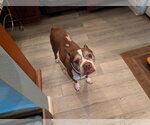 Small #3 Boston Terrier