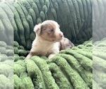 Small #3 Australian Shepherd