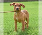 Small Photo #11 German Pinscher-Labrador Retriever Mix Puppy For Sale in Huntley, IL, USA