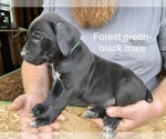 Puppy Titan Cane Corso