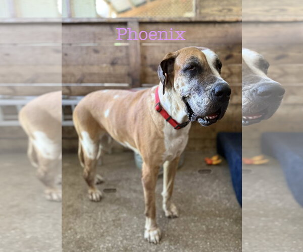 Medium Photo #1  Puppy For Sale in , 