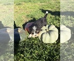 Litter of 3 - Male Bernedoodle-Poodle (Miniature) MixLitter of Puppies for Sale - Photo #5