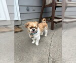 Small #2 Shih Tzu