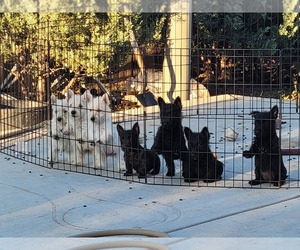 Scottish Terrier Puppy for sale in WELLINGTON, CO, USA