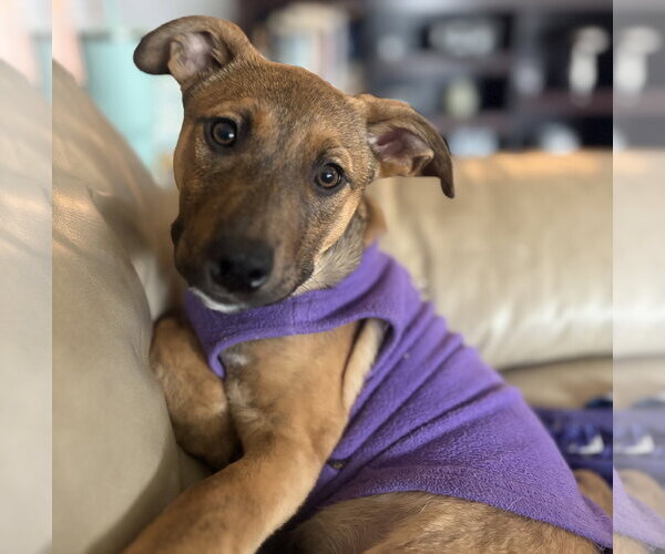 Medium Photo #1 Mutt Puppy For Sale in Brooklyn Center, MN, USA