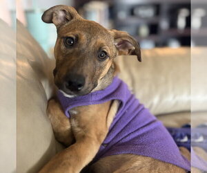 Mutt Dogs for adoption in Brooklyn Center, MN, USA