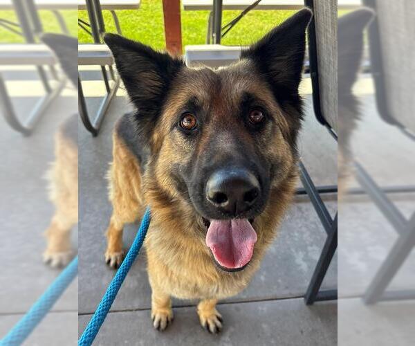 Medium Photo #1 German Shepherd Dog Puppy For Sale in Camarillo, CA, USA