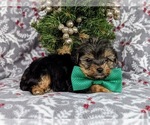 Small Photo #3 YorkiePoo Puppy For Sale in LINCOLN UNIVERSITY, PA, USA