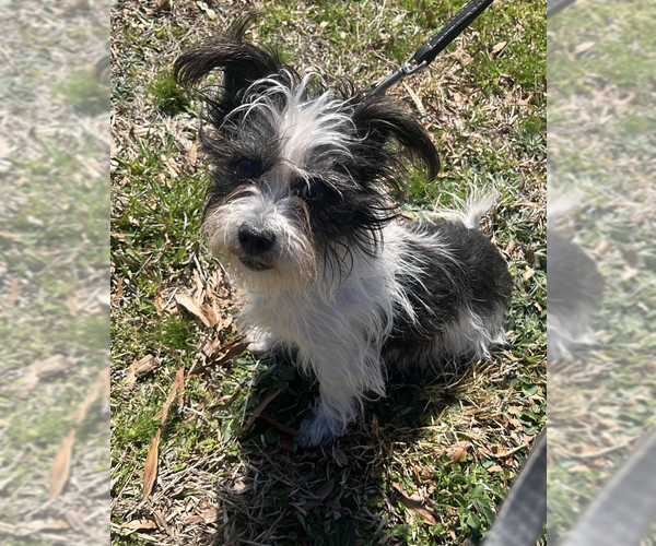 Medium Photo #2 Mutt Puppy For Sale in Candler, NC, USA