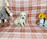 Small Photo #74 Golden Retriever Puppy For Sale in FALCON, CO, USA