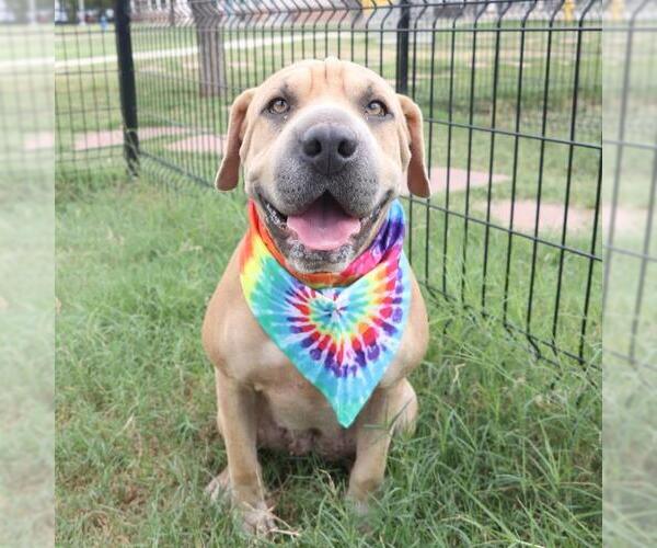 Medium Photo #1 Chinese Shar-Pei Puppy For Sale in San Antonio, TX, USA