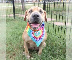 Chinese Shar-Pei Dogs for adoption in San Antonio, TX, USA