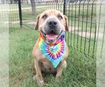 Small Chinese Shar-Pei