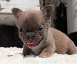 Small #4 French Bulldog