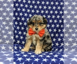 Pom-A-Poo Puppy for sale in OXFORD, PA, USA