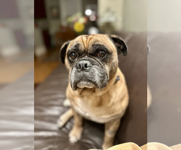 Medium Photo #1 Bulldog Puppy For Sale in St. Louis Park, MN, USA