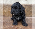 Small Photo #2 Bernedoodle Puppy For Sale in AM FORK, UT, USA