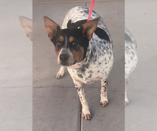 Medium Photo #3 Mutt Puppy For Sale in Queen Creek, AZ, USA