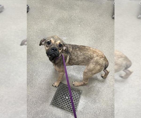 Medium Photo #1 Pug-Unknown Mix Puppy For Sale in HESPERIA, CA, USA