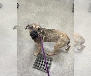 Pug-Unknown Mix Dogs for adoption in HESPERIA, CA, USA