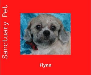 Shih Tzu-Unknown Mix Dogs for adoption in Cuba, NY, USA