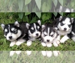 Small Photo #22 Pomsky Puppy For Sale in BAXTER, TN, USA