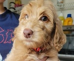 Small Photo #5 Labradoodle-Poodle (Standard) Mix Puppy For Sale in LEXINGTON, SC, USA