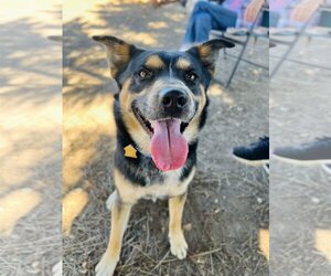 Australian Shepherd-German Shepherd Dog Mix Dogs for adoption in Seal Beach, CA, USA